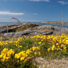 Smørklokker i front og havet og berg i bakgrunnen