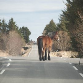 Brun hest går langs veien