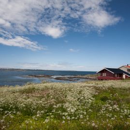 Blomster i front med utsikt mot hus, hav og berg